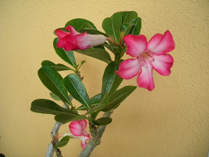 Adenium obesum 