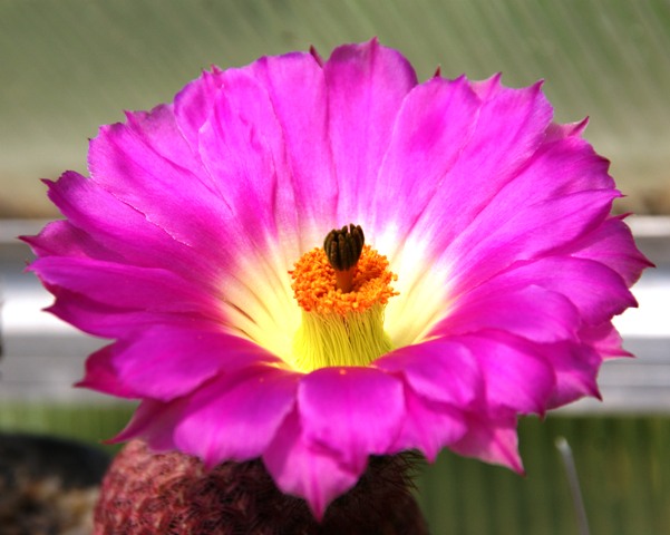 Echinocereus rigidissimus ssp. rubispinus 