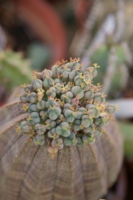 Euphorbia obesa 