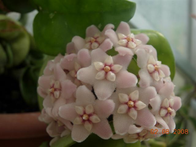 Hoya carnosa 