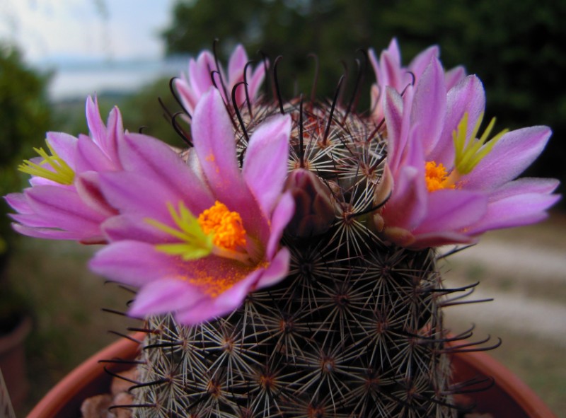 Mammillaria sheldonii 