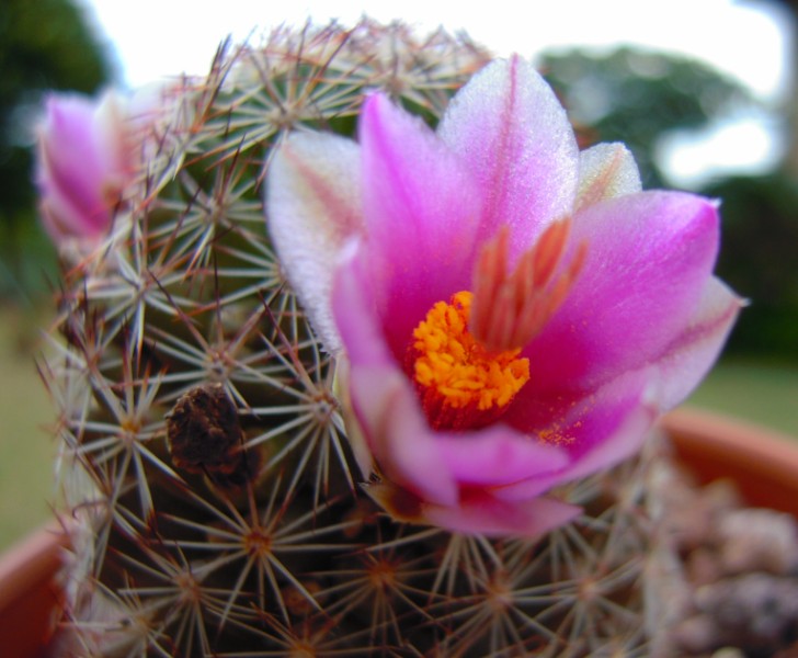 Mammillaria pseudoalamensis 