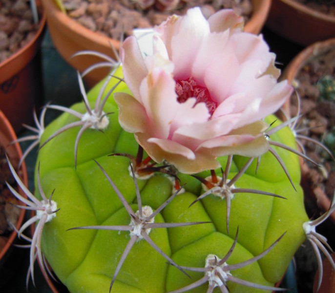 Gymnocalycium pflanzii 