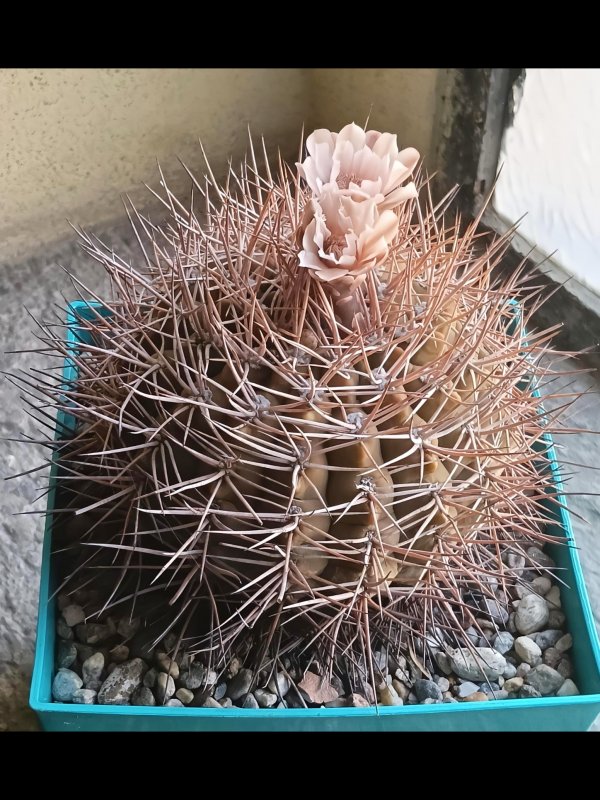 gymnocalycium fischeri ssp. suyuquense