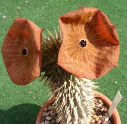 hoodia juttae