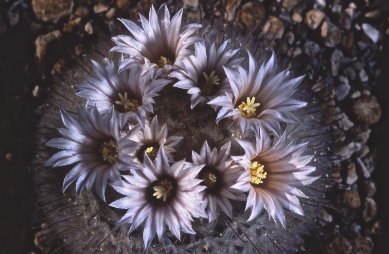 Mammillaria pennispinosa 