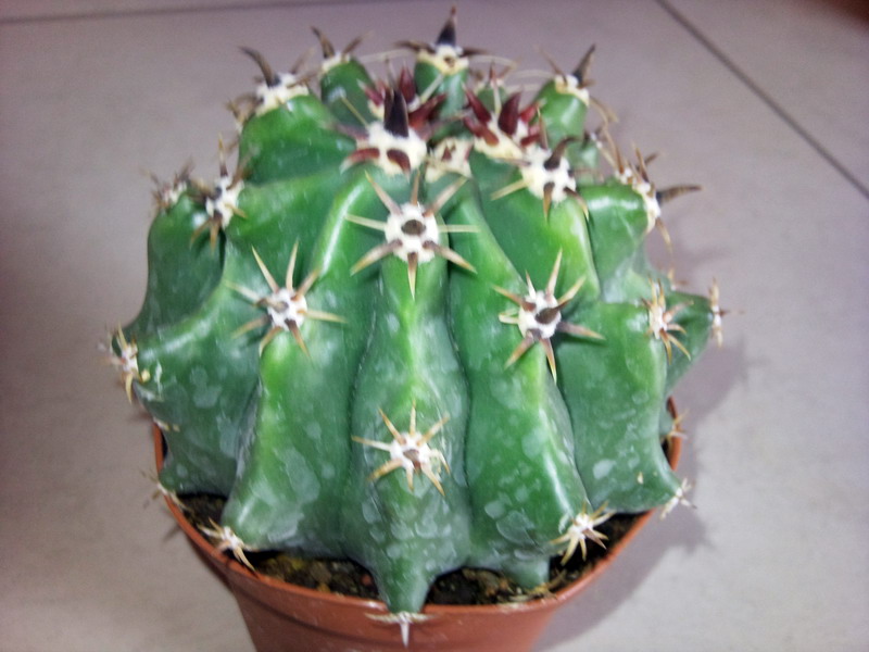 Ferocactus wislizeni ssp. herrerae v. brevispinus 