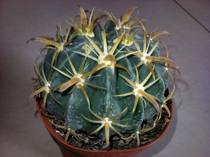 Ferocactus latispinus v. flavispinus 