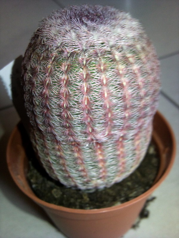 Echinocereus rigidissimus ssp. rubispinus L088