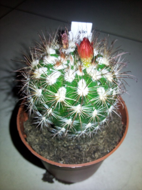 Parodia laui 