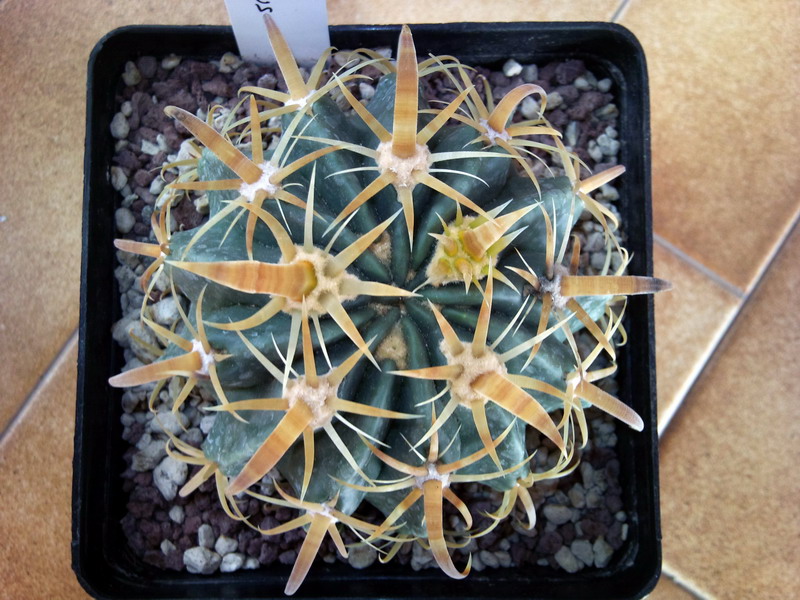Ferocactus latispinus v. flavispinus 