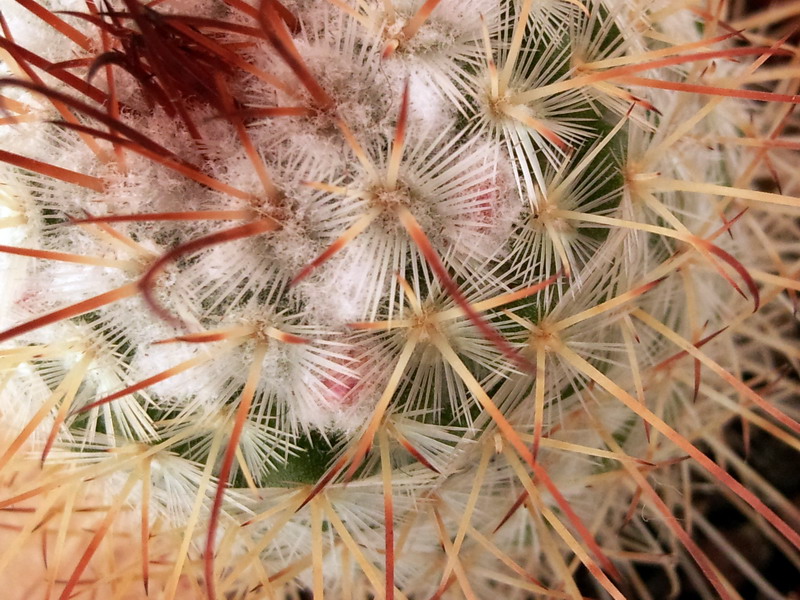 Mammillaria bombycina 