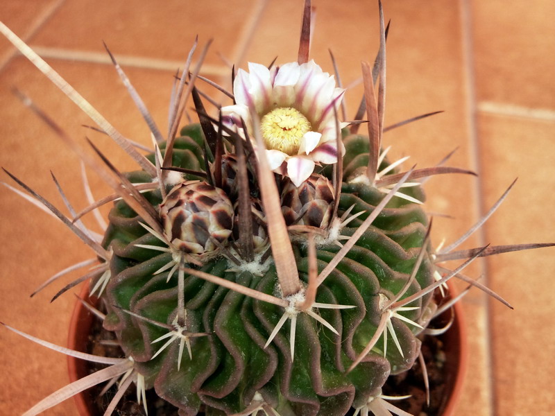 Stenocactus crispatus 