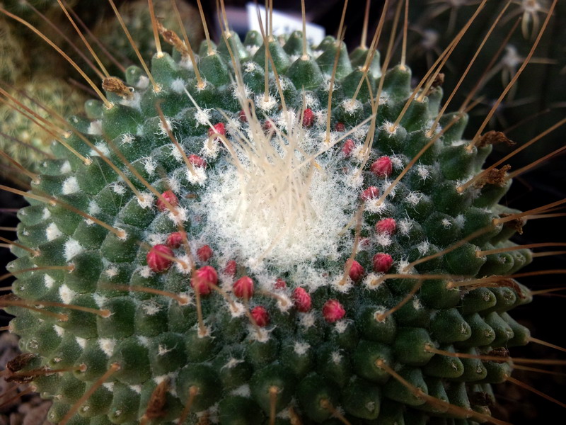 Mammillaria spinosissima cv. un pico 