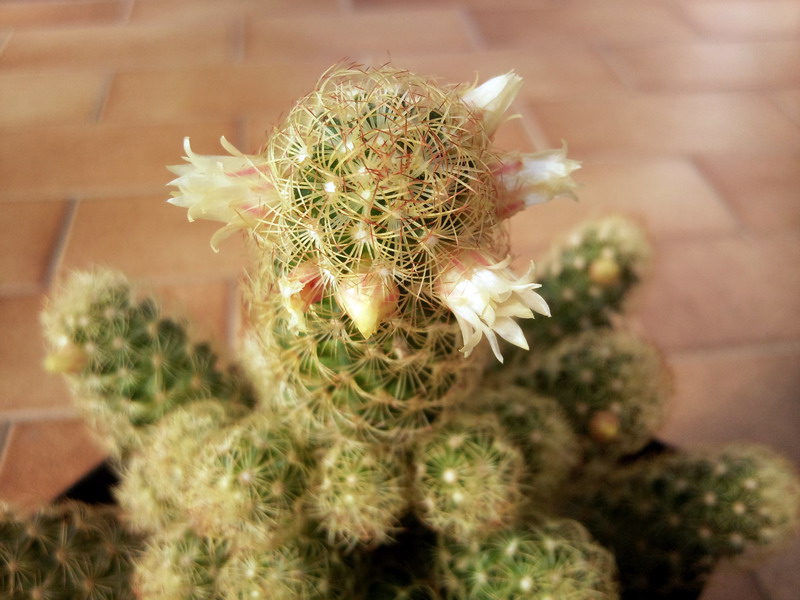 Mammillaria elongata 