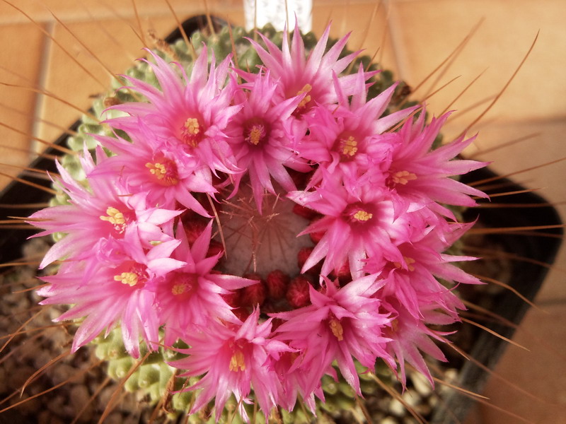 Mammillaria spinosissima cv. un pico 