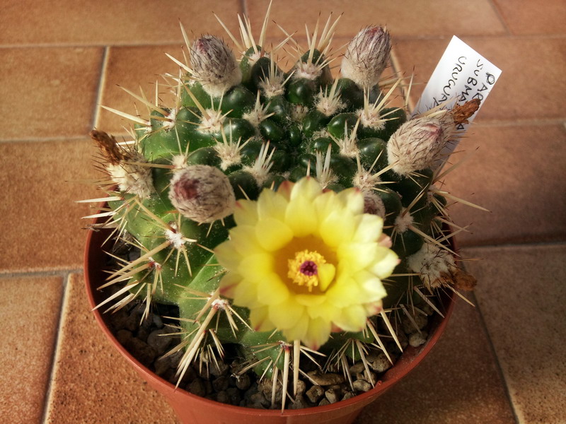 Parodia submammulosa 