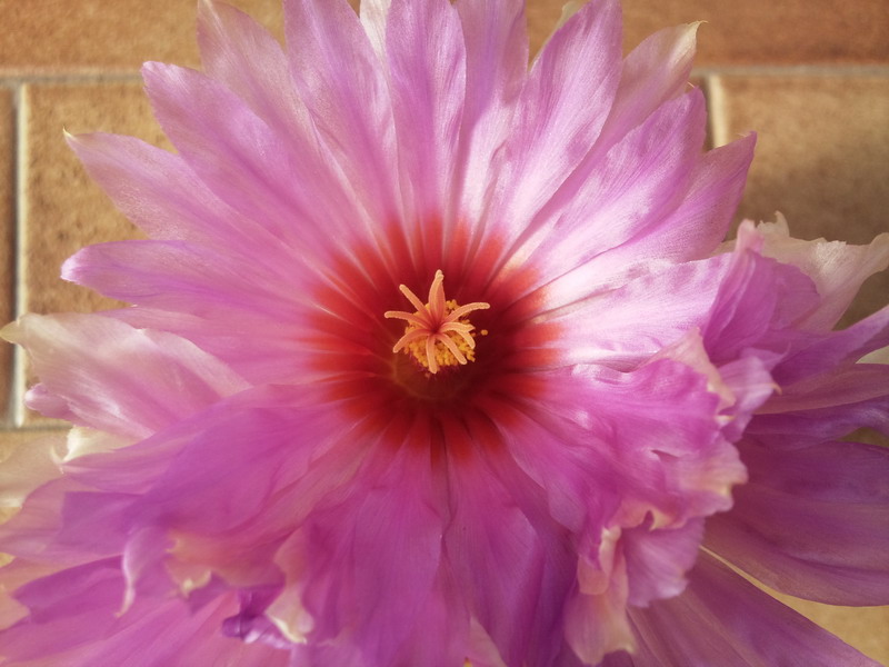 Thelocactus bicolor 