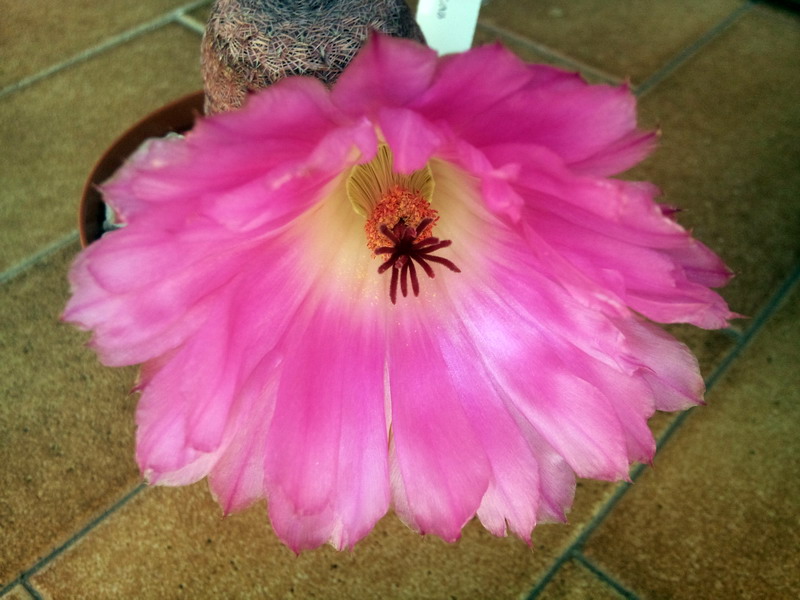 Echinocereus rigidissimus ssp. rubispinus 