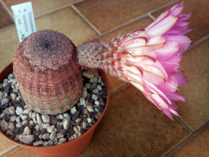 Echinocereus rigidissimus ssp. rubispinus 