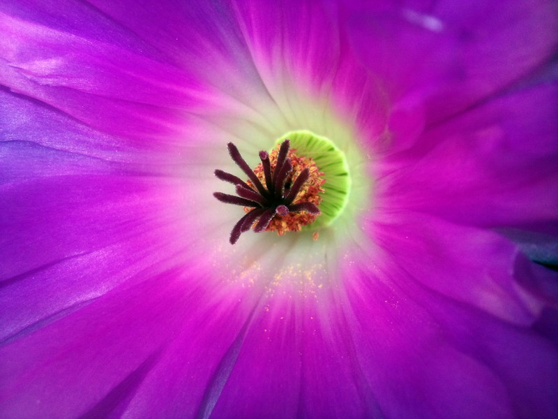 Echinocereus rigidissimus ssp. rubispinus 