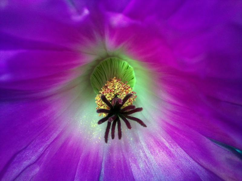 Echinocereus rigidissimus ssp. rubispinus 