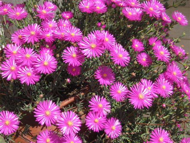 Delosperma cooperi 