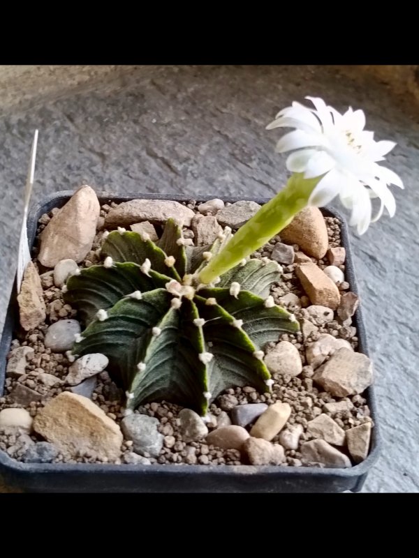 gymnocalycium friedrichii