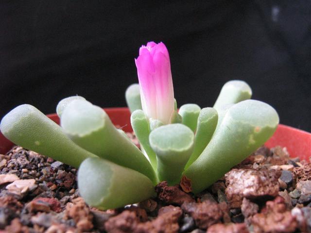 Frithia pulchra 