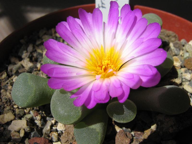 Frithia pulchra 