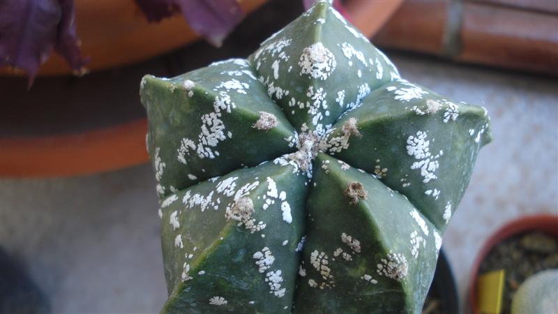 Astrophytum myriostigma cv. fukuryu 