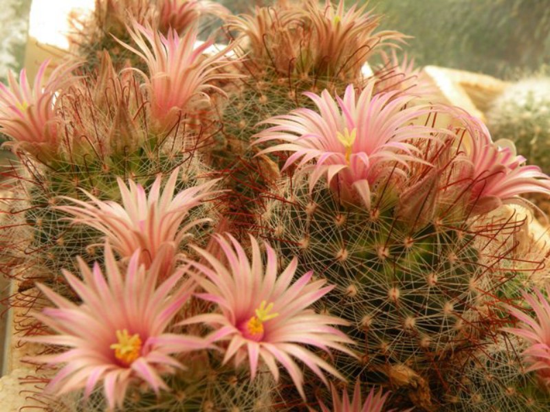 Mammillaria garessii 