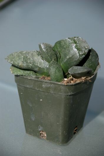 Gasteria armstrongii x batesiana 