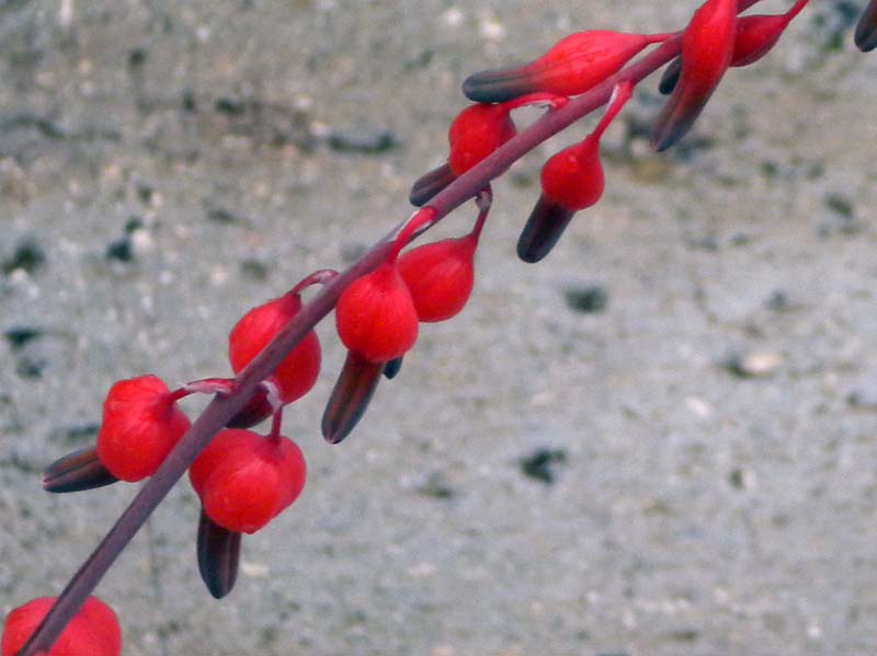 Gasteria glomerata 