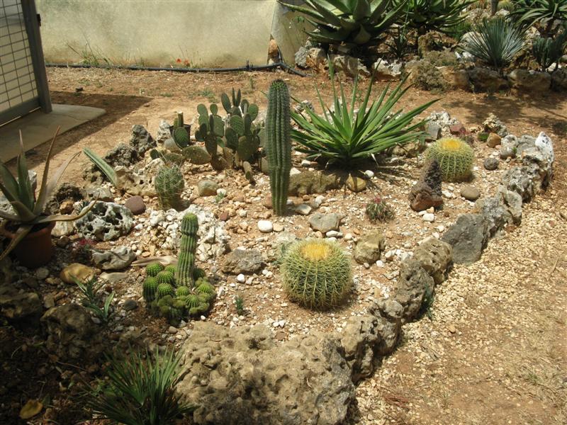 Cactofili - Forum di cactus e succulente :: Leggi argomento - angoletto di  giardino solo per loro