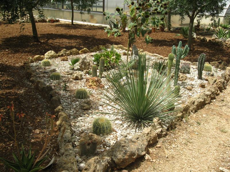 Cactofili - Forum di cactus e succulente :: Leggi argomento - Bigstar  giardini rocciosi *****