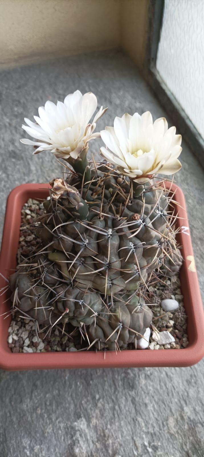 Gymnocalycium gibbosum v. brachypetalum p 101