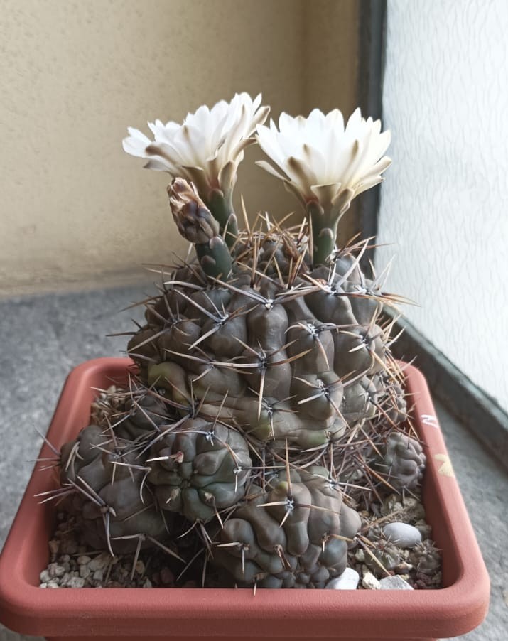 gymnocalycium gibbosum v. brachypetalum