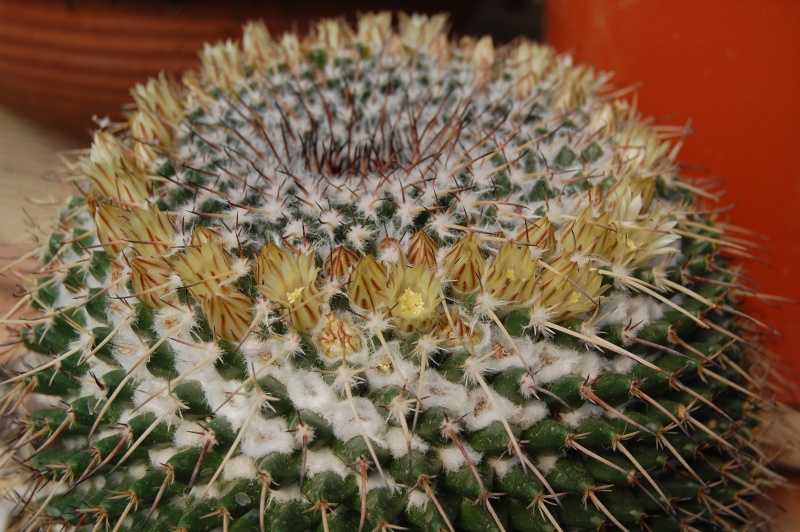 Mammillaria gigantea 