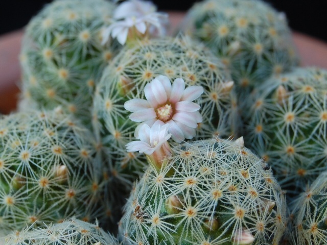 Mammillaria schiedeana ssp. giselae 