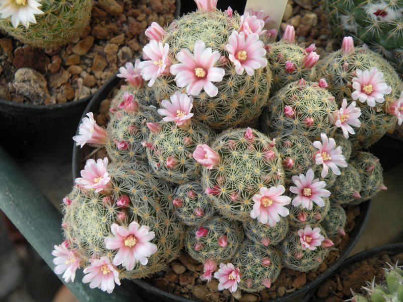 Mammillaria schiedeana ssp. giselae 