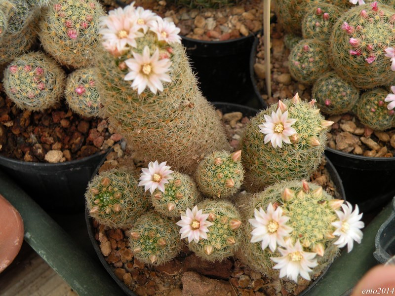 Mammillaria schiedeana ssp. giselae 