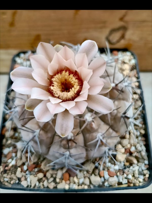 Gymnocalycium glaucum 