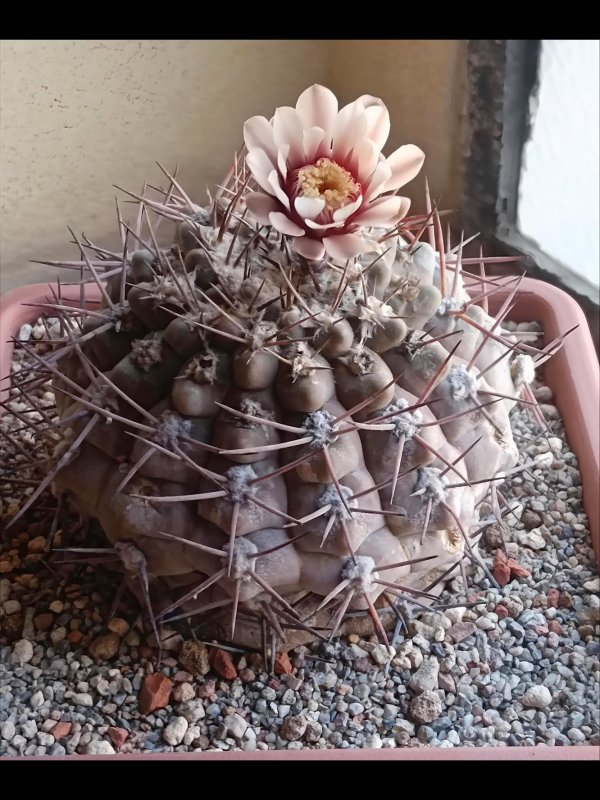 Gymnocalycium glaucum 