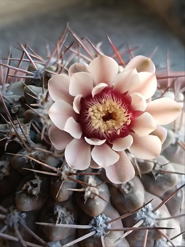 Gymnocalycium glaucum 