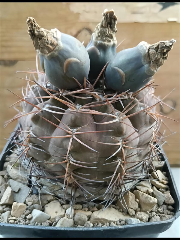 Gymnocalycium glaucum 