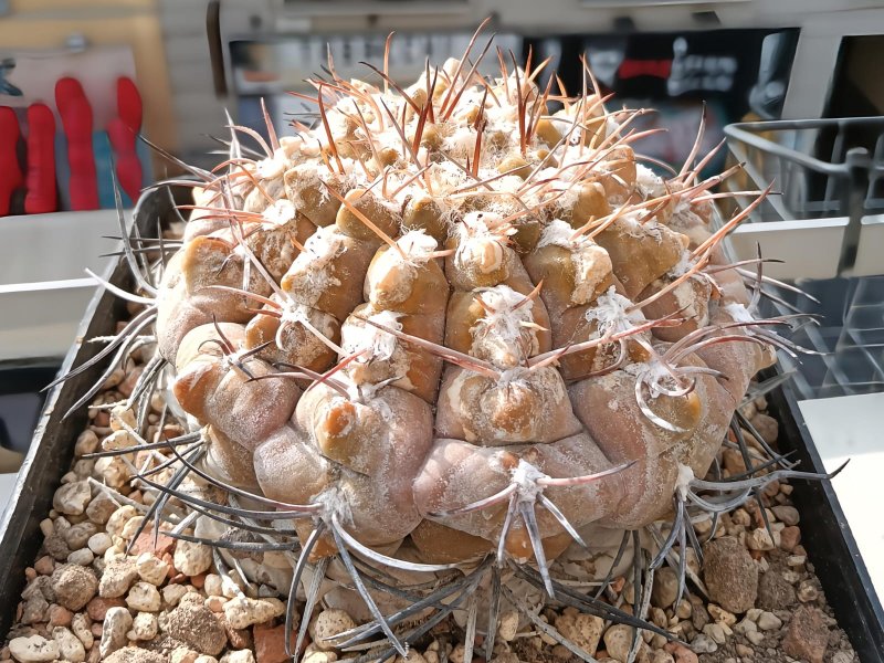 gymnocalycium glaucum