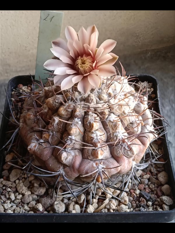 Gymnocalycium glaucum HA 1767/3