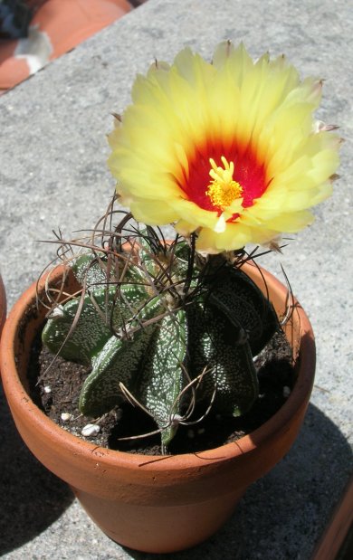 Astrophytum capricorne 