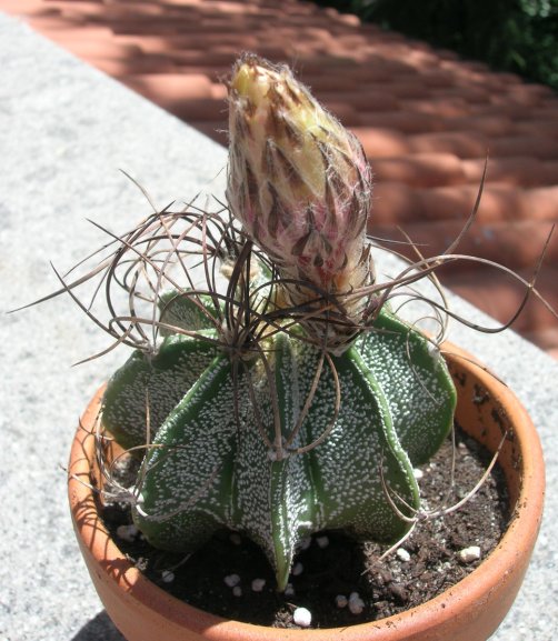 Astrophytum capricorne 